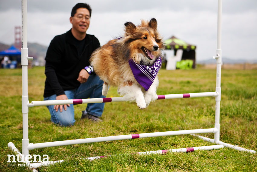 Bark For Life | San Francisco Dog Photographer