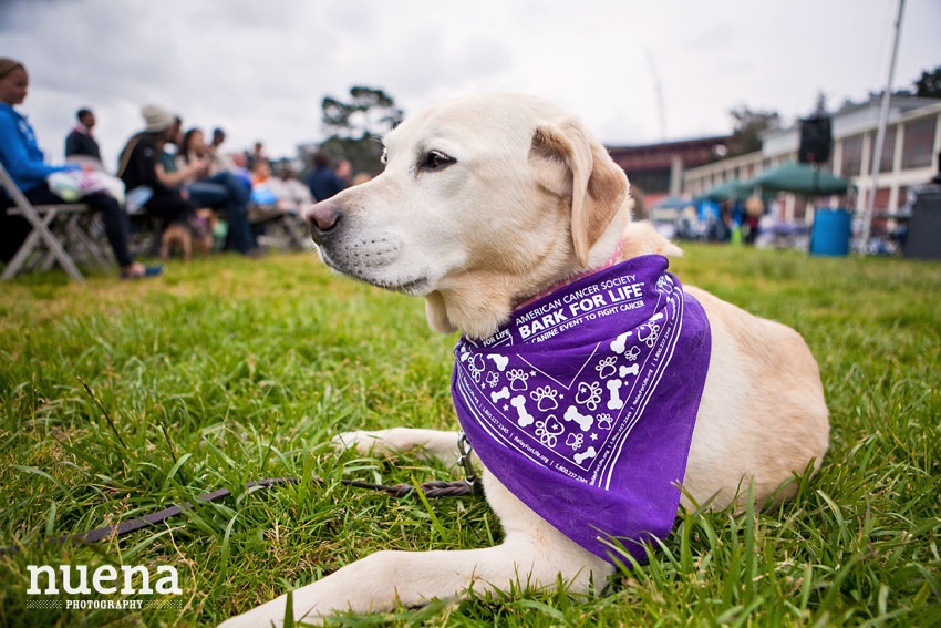 Bark For Life | San Francisco Dog Photographer