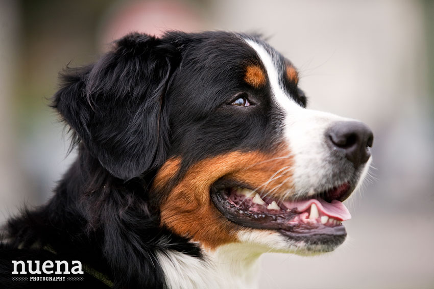 Bark For Life | San Francisco Dog Photographer