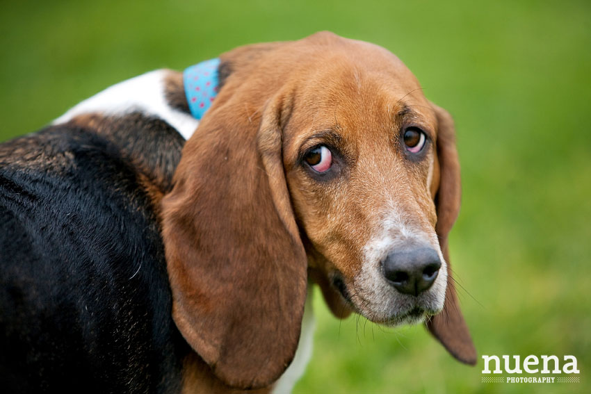 Bark For Life | San Francisco Dog Photographer