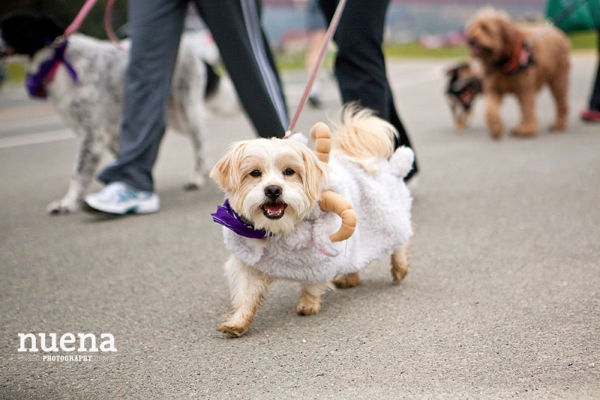 Bark For Life | San Francisco Dog Photographer