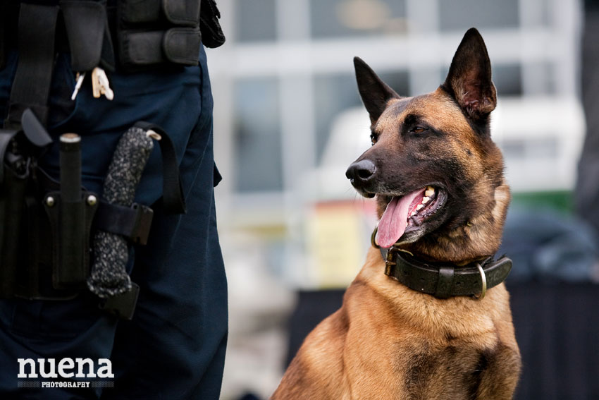 Bark For Life | San Francisco Dog Photographer