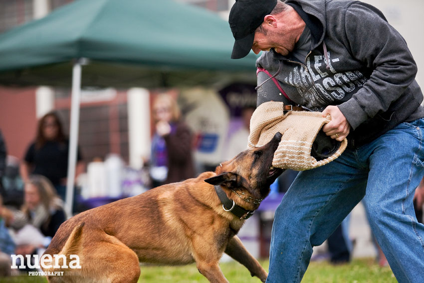 Bark For Life | San Francisco Dog Photographer