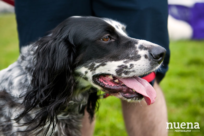 Bark For Life | San Francisco Event Photographer