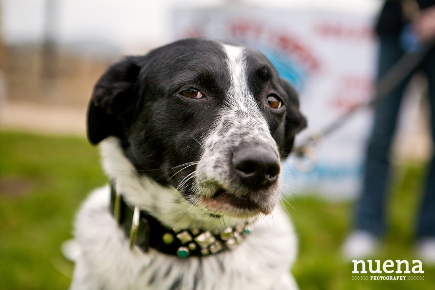 Bark For Life | San Francisco Event Photographer