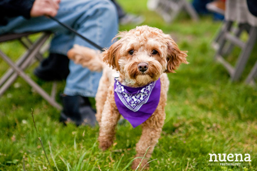 Bark For Life | San Francisco Dog Photographer