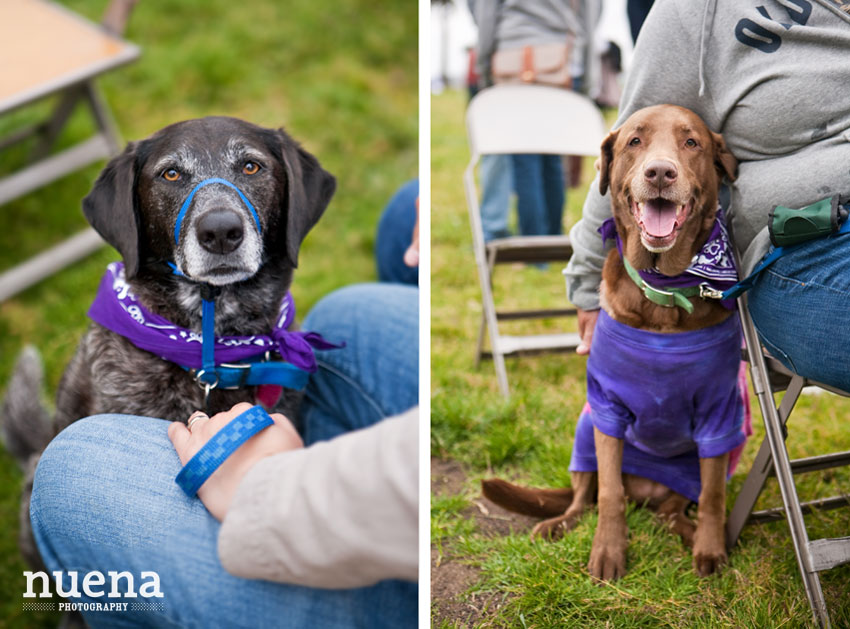 Bark For Life | San Francisco Dog Photographer