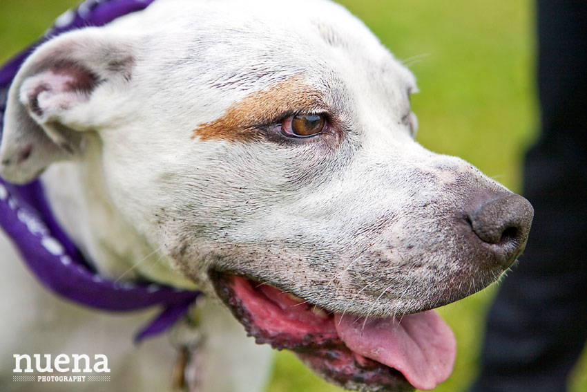 Bark For Life | San Francisco Dog Photography