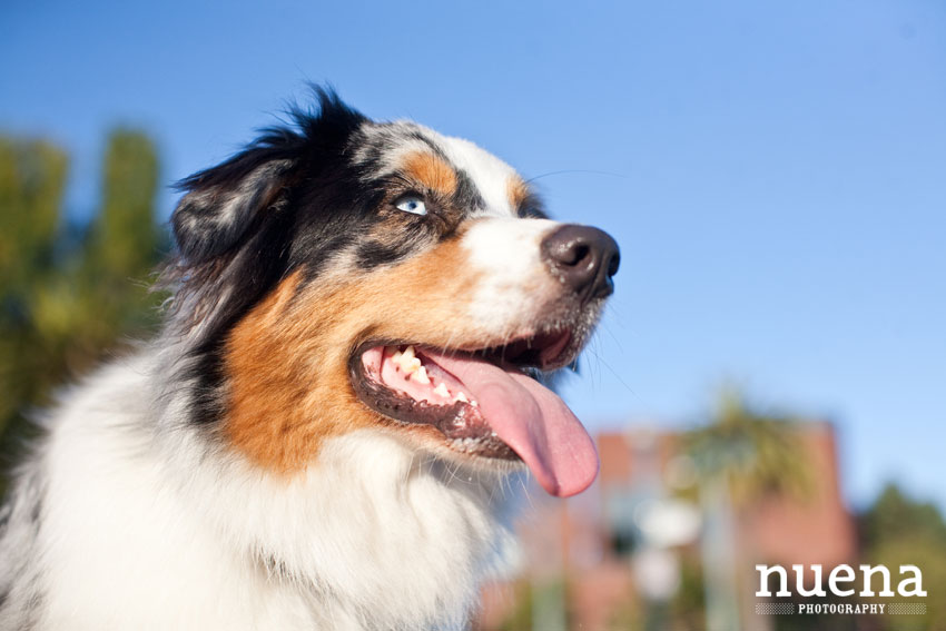 Bode the Australian Shepherd | San Francisco Dog Photographer