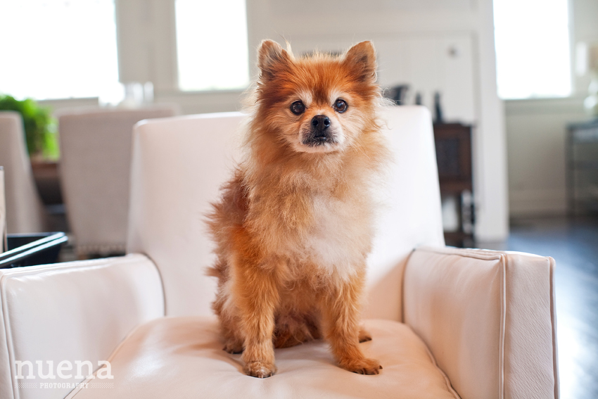 Bongo the Pomeranian | San Francisco Dog Photographer