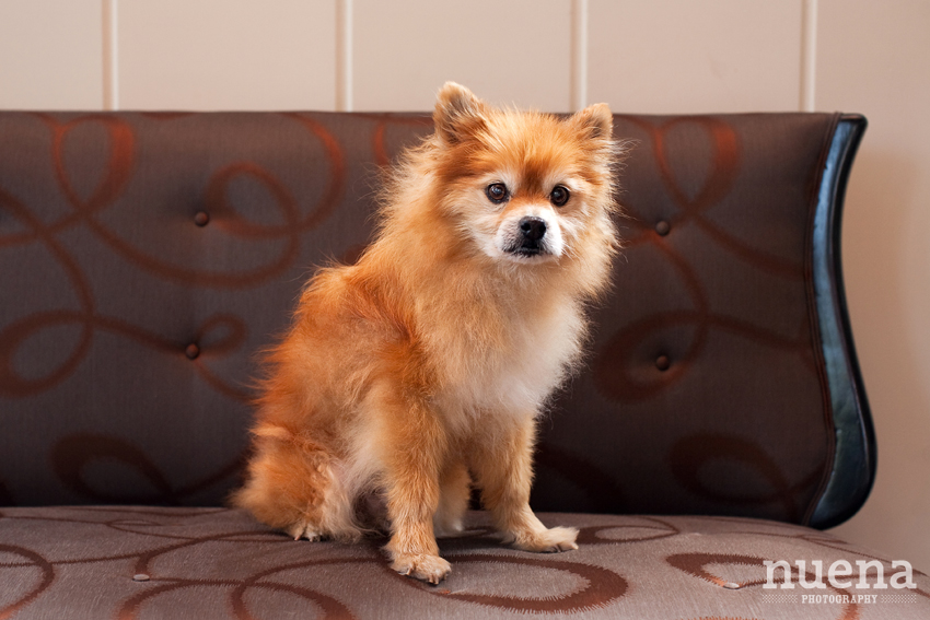 Bongo the Pomeranian | San Francisco Dog Photographer