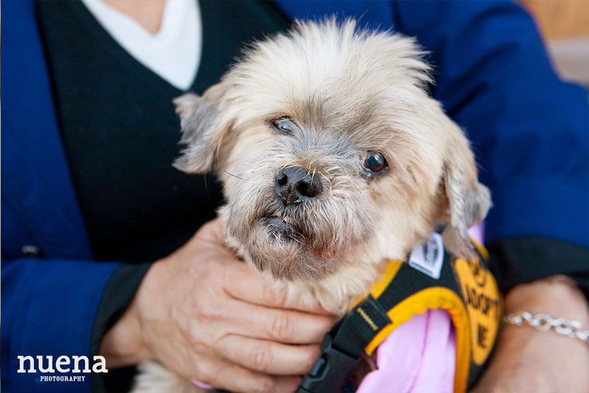 Callie-2 | San Francisco Dog Photographer