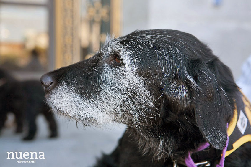 Daisy 4 | San Francisco Dog Photographer