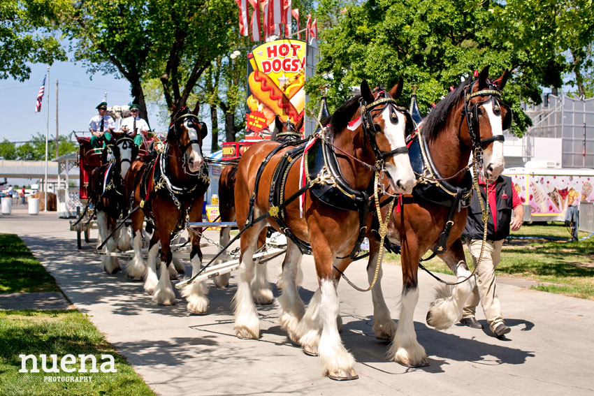 Dixon Mayfair | Budweiser Clydesdales | Nuena Photography