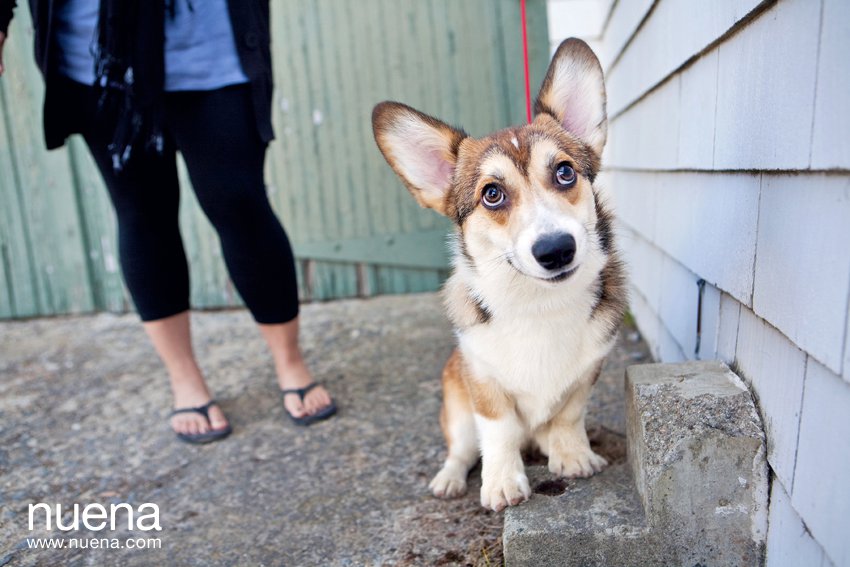 Donut the Pembroke Welsh Corgi Puppy | San Francisco Dog Photographer