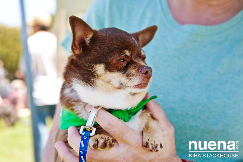 Essie | A Leg Up Rescue | San Francisco Dog Photographer