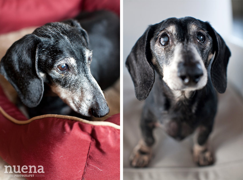 Franklin the Mini Dachshund | San Francisco Dog Photographer