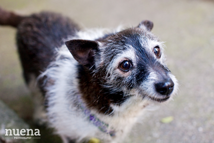 Jeannie the Terrier Mix | Muttville | San Francisco Dog Photographer