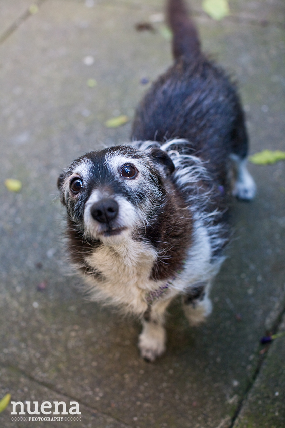 Jeannie the Terrier Mix | Muttville | San Francisco Dog Photographer