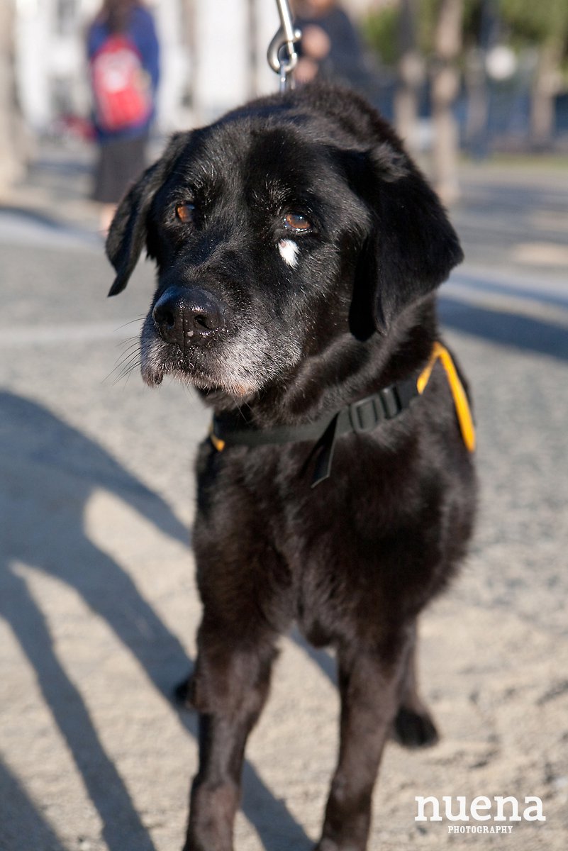 Juniper | San Francisco Dog Photographer