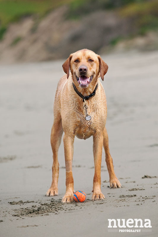 Kona the Golden Lab Mix | San Francisco Dog Photographer