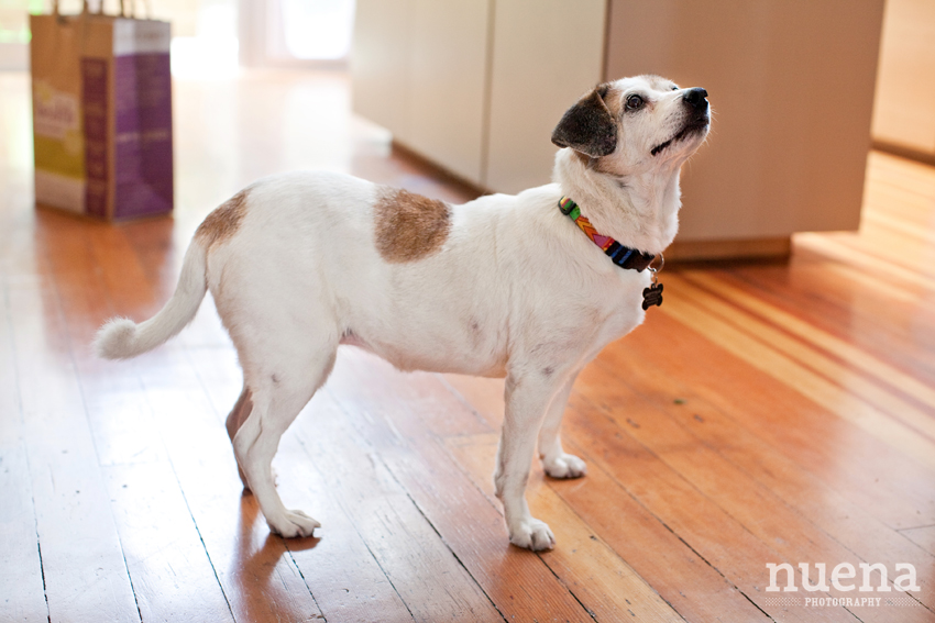 Megan the Beagle Mix | San Francisco Dog Photographer
