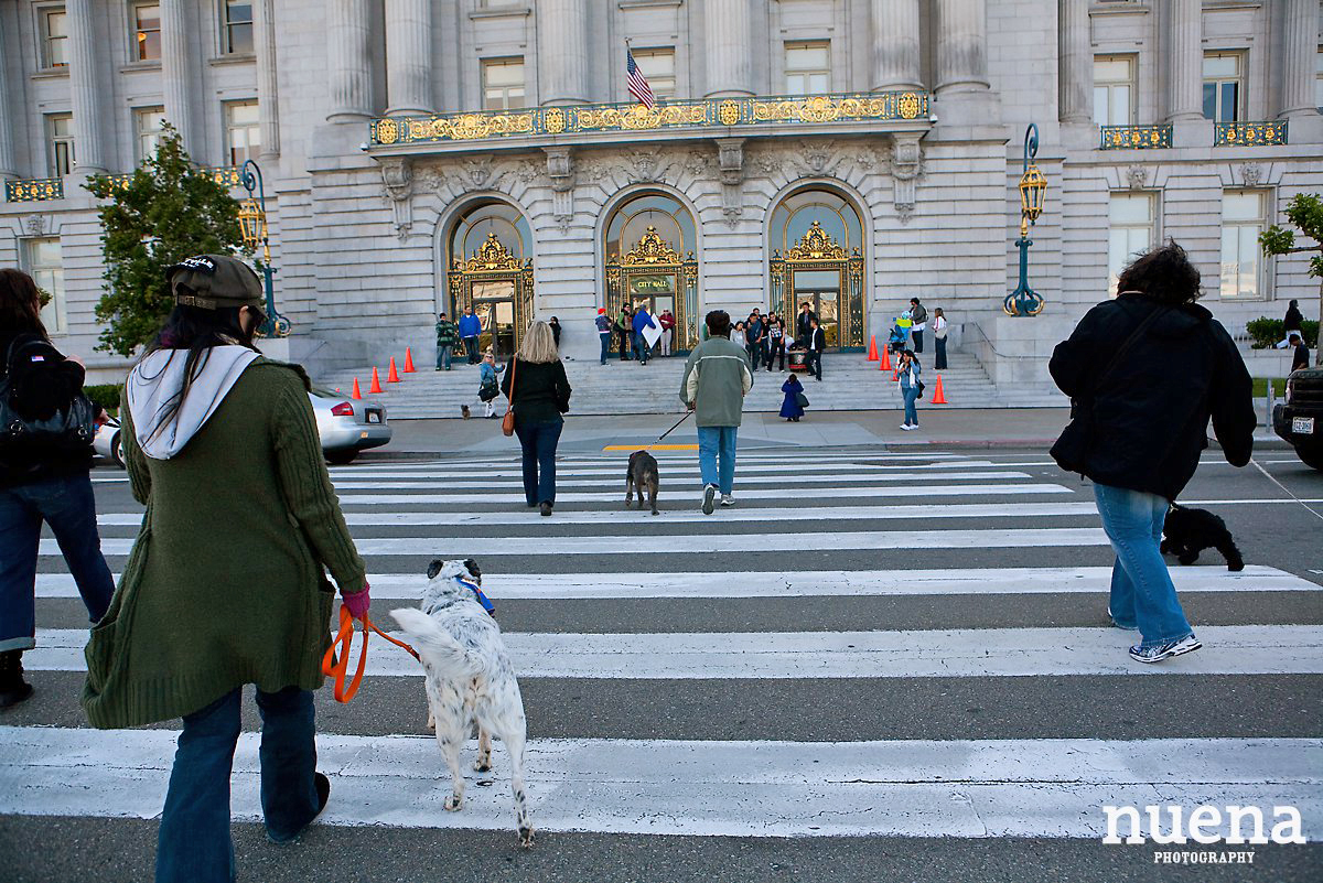 Muttville Senior Rescue Dog Day | San Francisco Dog Photographer