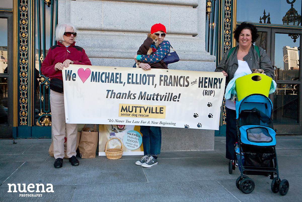 Muttville Senior Rescue Dog Day | San Francisco Dog Photographer