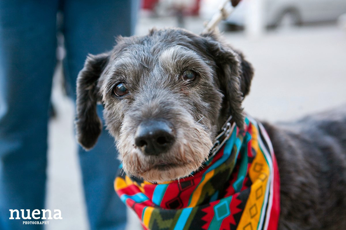 Muttville Senior Rescue Dog Day | San Francisco Dog Photographer