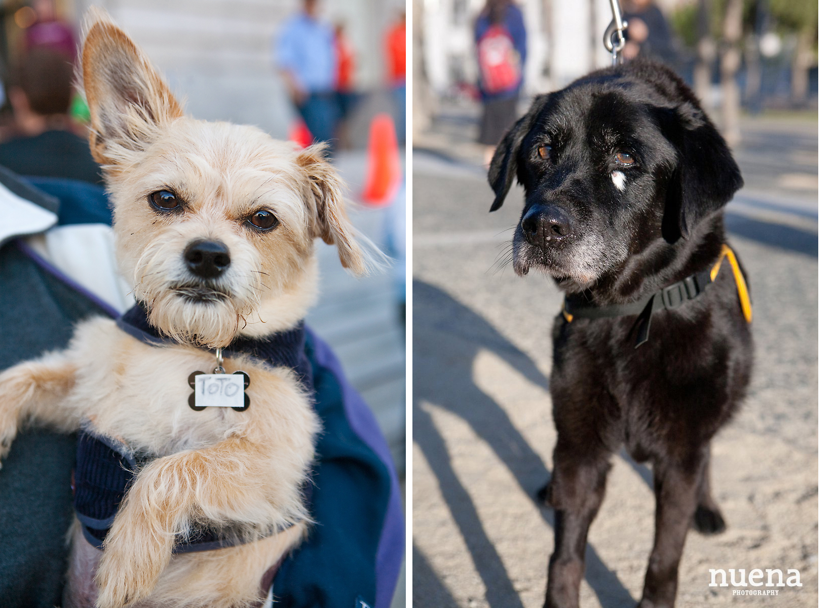 Muttville Senior Rescue Dog Day | San Francisco Dog Photographer