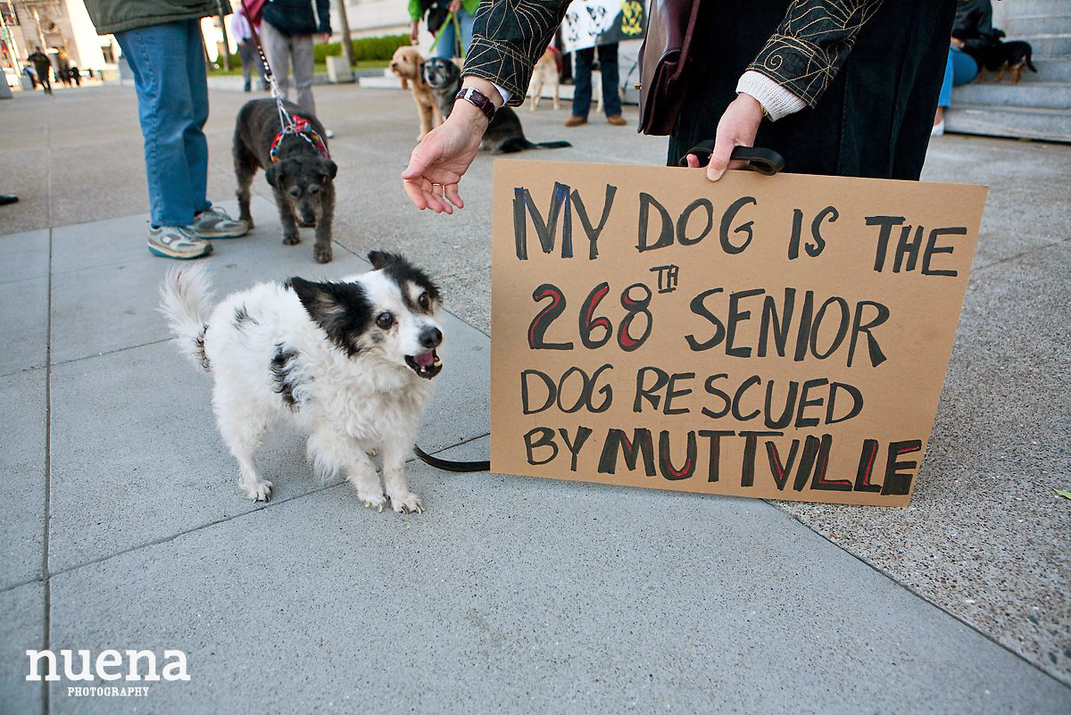 Muttville Senior Rescue Dog Day | San Francisco Dog Photographer