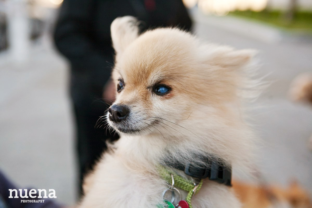 Muttville Senior Rescue Dog Day | San Francisco Dog Photographer