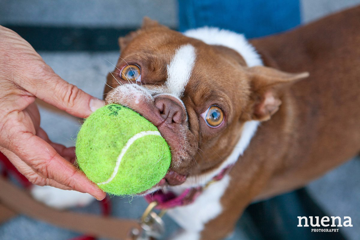 Muttville Senior Rescue Dog Day | San Francisco Dog Photographer