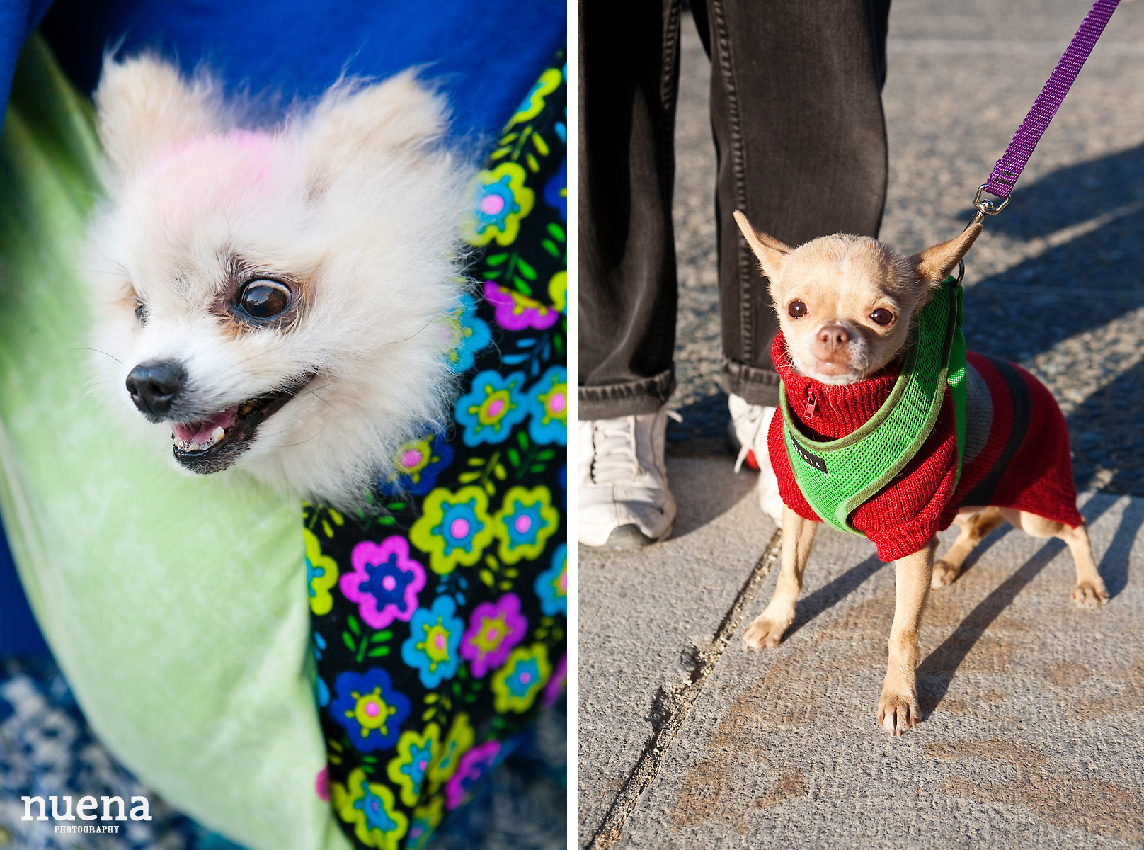 Muttville Senior Rescue Dog Day | San Francisco Dog Photographer