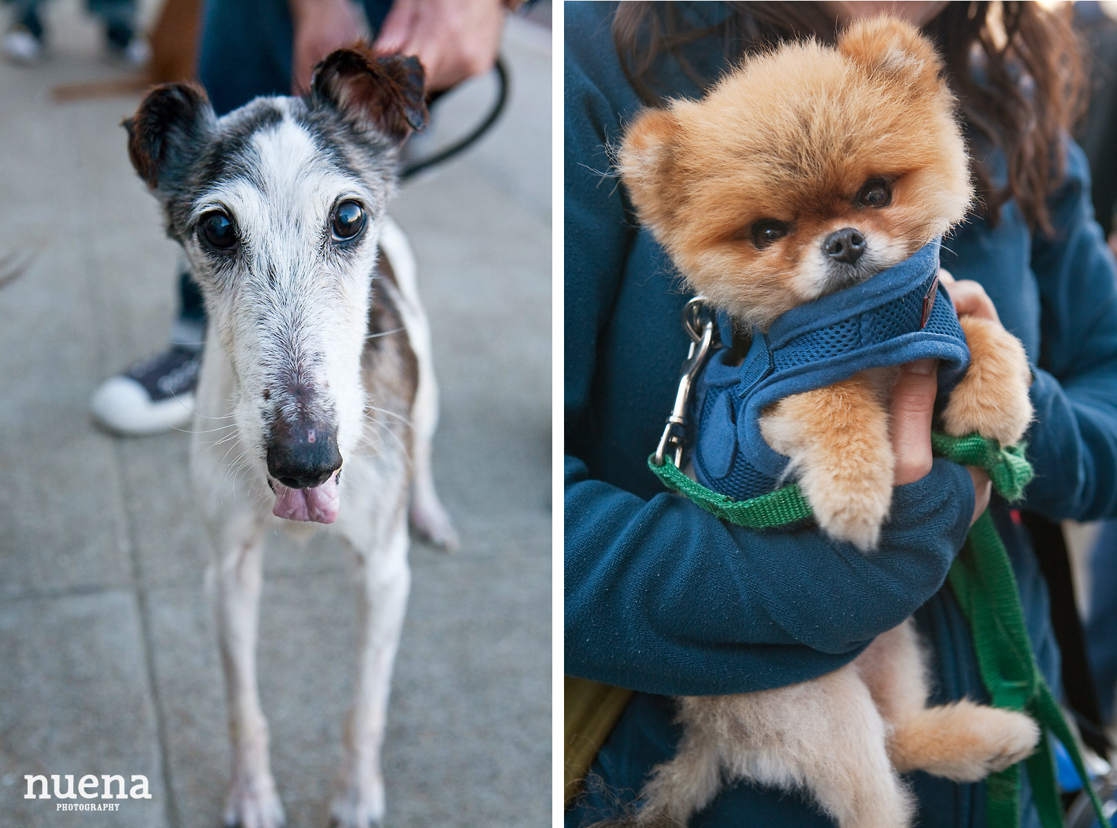 Muttville Senior Rescue Dog Day | San Francisco Dog Photographer