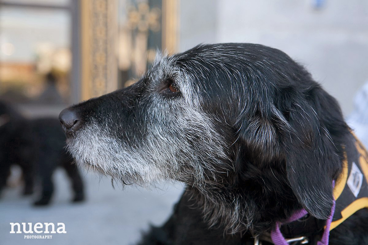 Muttville Senior Rescue Dog Day | San Francisco Dog Photographer