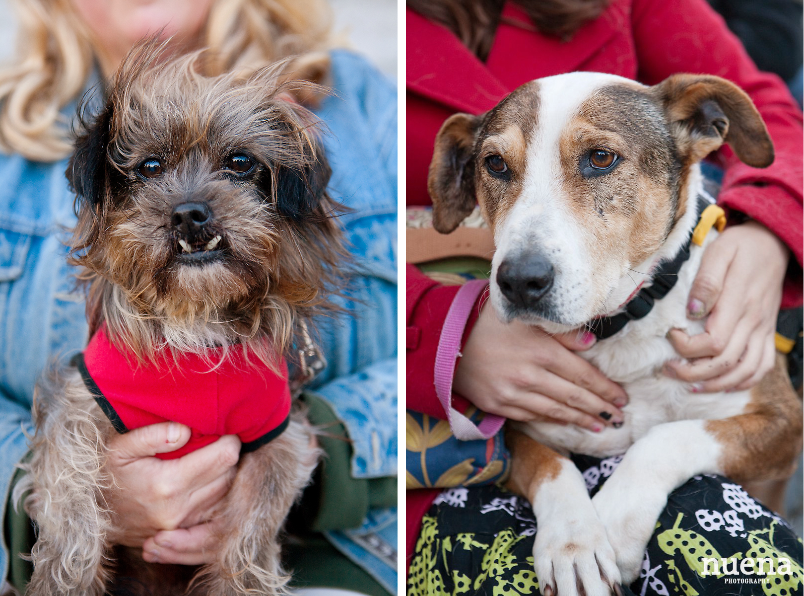 Muttville Senior Rescue Dog Day | San Francisco Dog Photographer