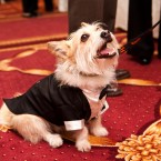 Nuena Photography | Petchitecture | San Francisco Event Photography