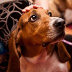 Nuena Photography | Petchitecture | San Francisco Event Photography
