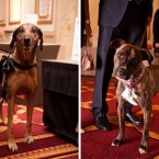 Nuena Photography | Petchitecture | San Francisco Event Photography