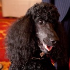 Nuena Photography | Petchitecture | San Francisco Event Photography