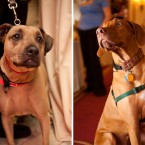 Nuena Photography | Petchitecture | San Francisco Event Photography