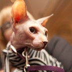 Nuena Photography | Petchitecture | San Francisco Event Photography