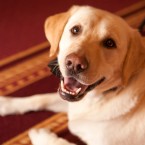 Nuena Photography | Petchitecture | San Francisco Event Photography