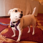 Nuena Photography | Petchitecture | San Francisco Event Photography