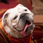Nuena Photography | Petchitecture | San Francisco Event Photography