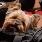 Nuena Photography | Petchitecture | San Francisco Event Photography