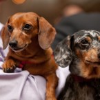 Nuena Photography | Petchitecture | San Francisco Event Photography