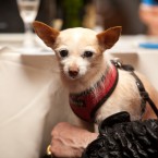 Nuena Photography | Petchitecture | San Francisco Event Photography