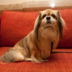 Nuena Photography | Petchitecture | San Francisco Event Photography